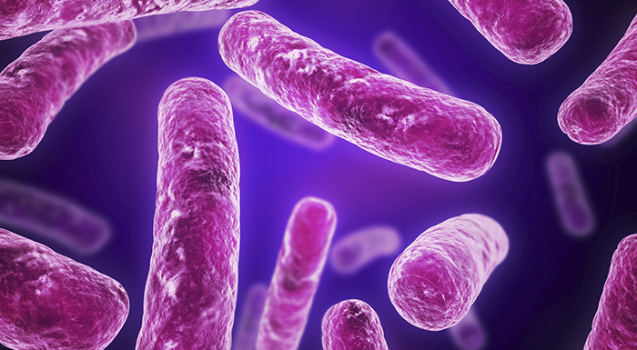 purple bacteria