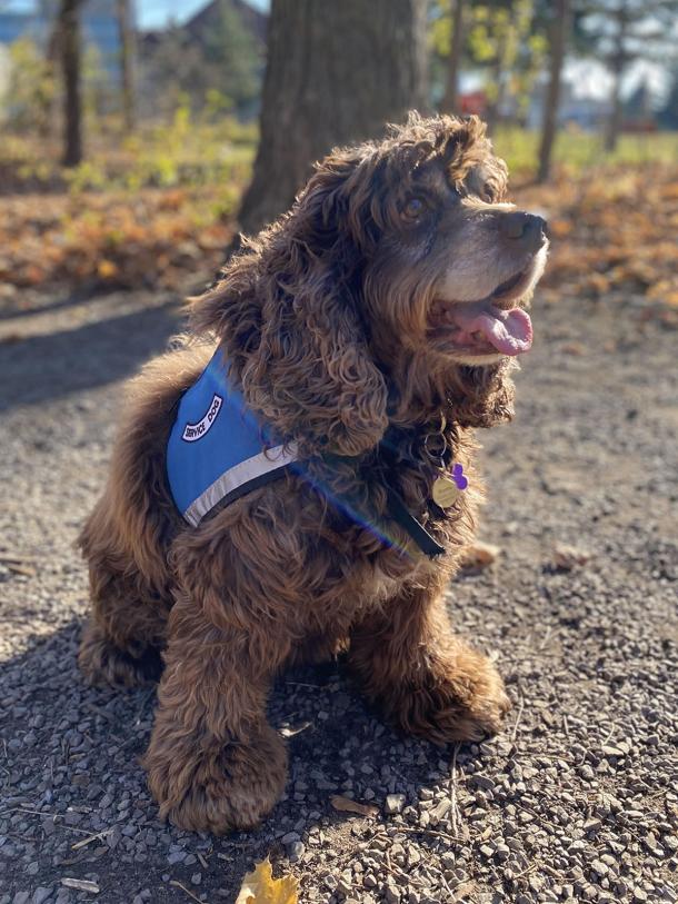 Mocha is the second service dog to stay with his owner on an inpatient unit at The Royal. 